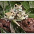 Art Prints of Three's A Crowd