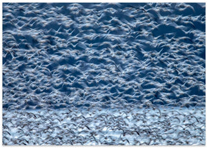 Art Prints of Flying