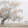Lost in the fog