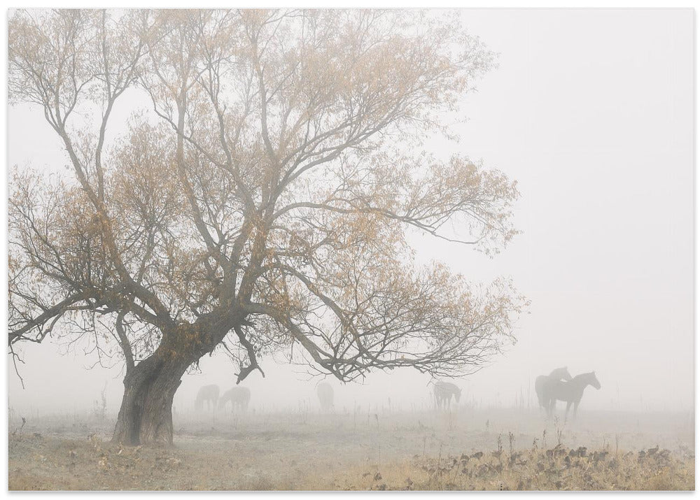 Lost in the fog