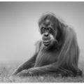 Art Prints of dreamy
