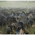 Art Prints of The Great migration