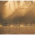 Art Prints of Swans community