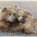 Art Prints of Momma Bear and Cub Aware
