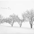 White World