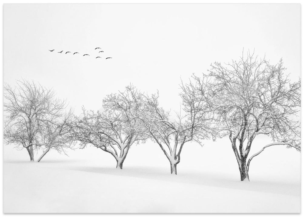 White World