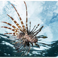 Art Prints of Lion fish