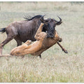 Art Prints of Fighting.