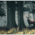 Art Prints of King of the forest