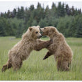 Art Prints of Playful