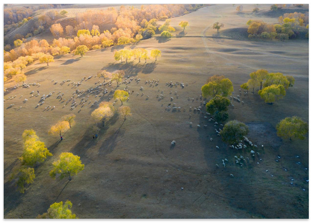 Grazing gheep