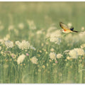 Art Prints of Spring Messager