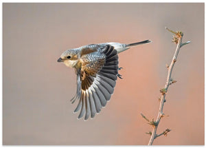 Art Prints of woodchat shrike