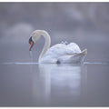 Art Prints of Joy ride
