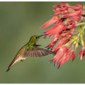 Art Prints of Buff-tailed Coronet - Hummingbird beauty