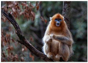 Art Prints of Golden snub-nosed monkey