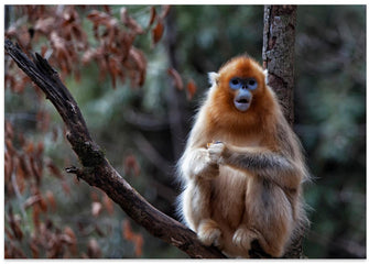Art Prints of Golden snub-nosed monkey