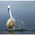 Art Prints of Splash
