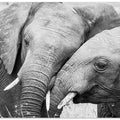 Art Prints of Affection