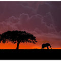 Art Prints of Elephant at sunset