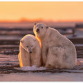 Art Prints of Polar bears at sunset