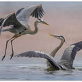Art Prints of Startled