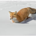 Art Prints of Crossing the snowfield!
