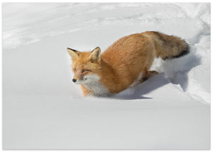 Art Prints of Crossing the snowfield!