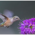 Art Prints of rufous hummingbird