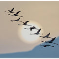 Flamingos at sunrise