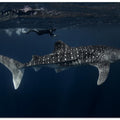 Art Prints of Whale Shark and Chaser