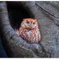 Art Prints of Eastern Screech Owl (Red Morph)