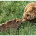 Art Prints of Loving bears