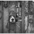 Art Prints of Wise Guy