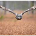 Art Prints of Great grey owl