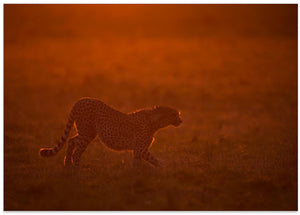 Art Prints of Red light