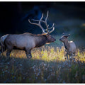 Art Prints of Father and calf