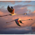 Art Prints of Flamingos at sunset