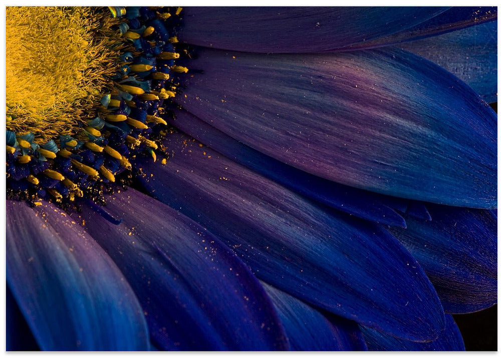 Blue Rays