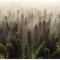 The Army of Firs
