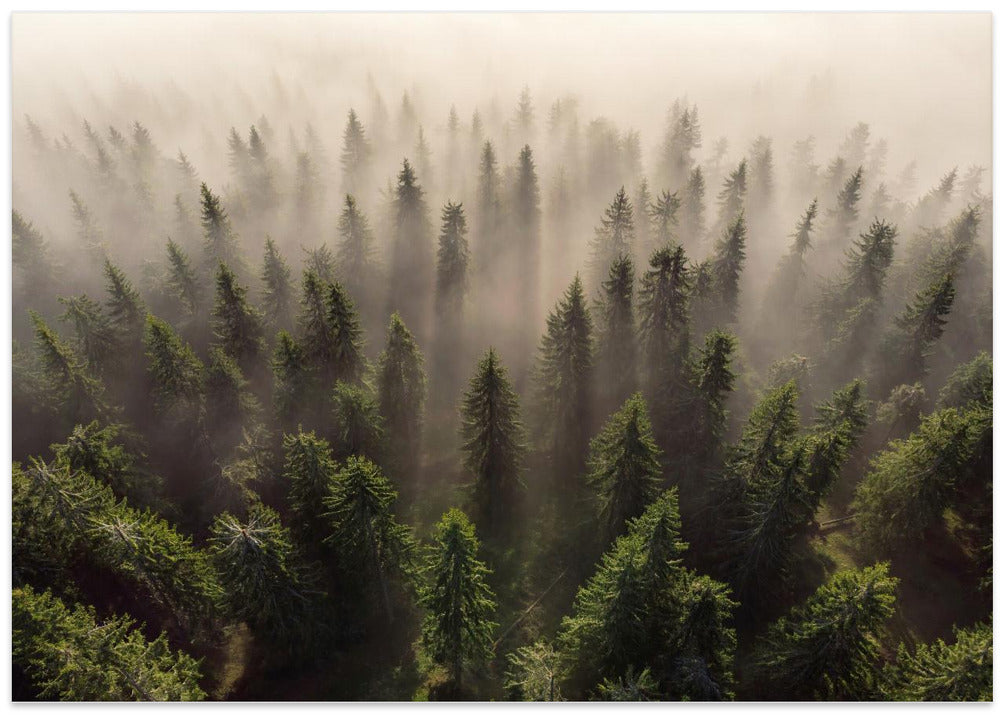 The Army of Firs