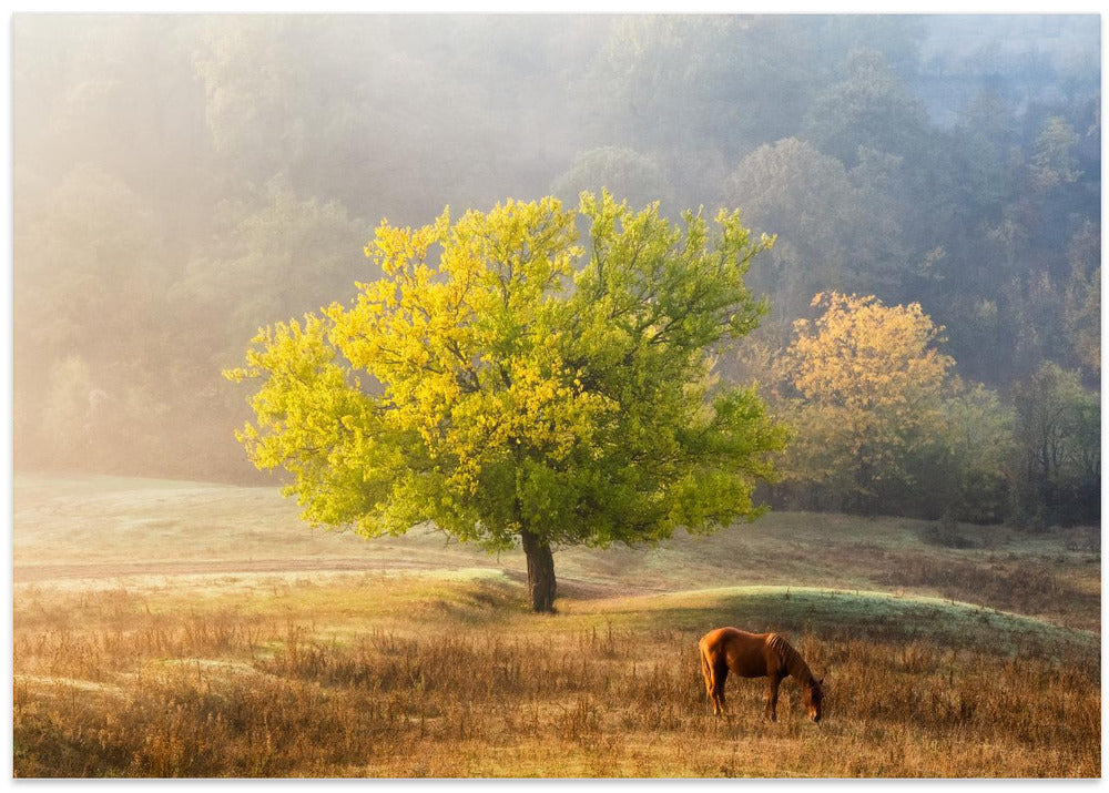 Tree of Life