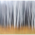 Autumn Mood