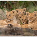 Art Prints of Cute Lion Cubs