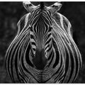Art Prints of Stare