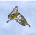 Art Prints of Battle in the snow