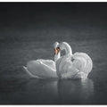 Art Prints of Public Display of Affection