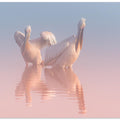 Art Prints of Two Pelicans