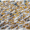 Art Prints of Pelican Parade