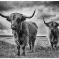 Art Prints of Highlands